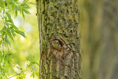 Bird perching on tree trunk