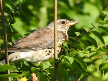 Close-up of bird perching on a plant