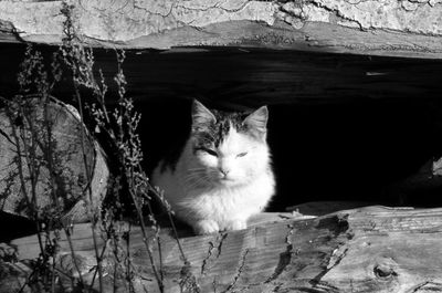 Portrait of cat sitting on wood