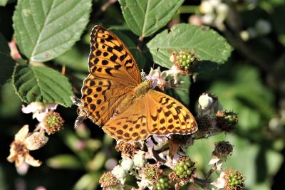 Close-up of butterfly pollinating on flower