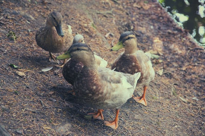 High angle view of mallard duck