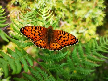 Close-up of butterfly on leaf