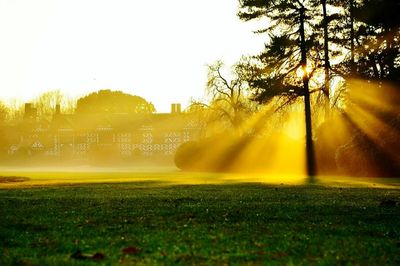 Trees on field against clear sky