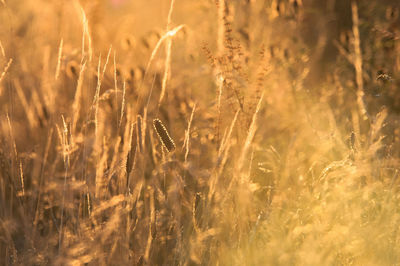 Close-up of wheat field