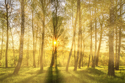 Trees in forest