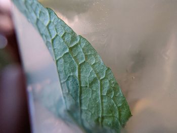 Close-up of wet plant leaves