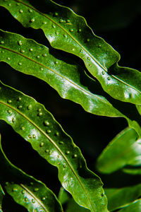 Close-up of raindrops on leaves