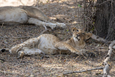 Lions on field in forest