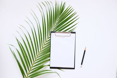 Close-up of palm leaf against white background