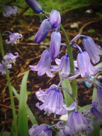 Close-up of purple flowers blooming