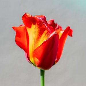 Close-up of red rose against white background