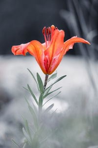 Close-up of red flowering plant