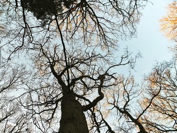 Low angle view of bare trees against sky