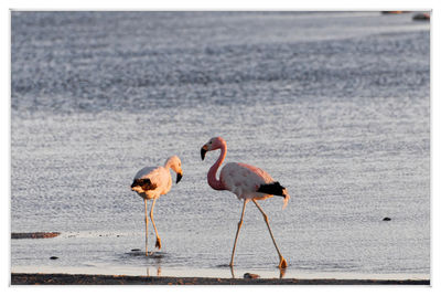 View of birds on beach