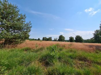 Scenic view of field against sky