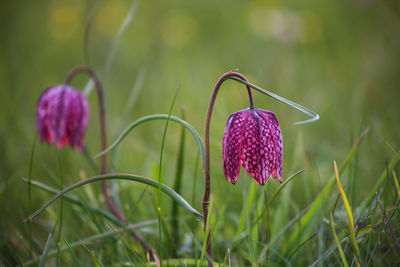 Close-up of pink crocus flowers on field