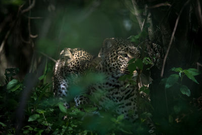 Close-up of a cat in the forest