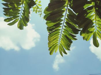 Low angle view of leaves against sky