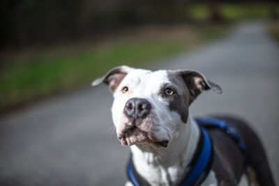 Portrait of dog looking outdoors