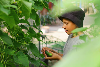 A boy harvests cucumbers in a greenhouse. your own farming as a summer hobby