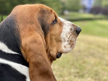 Close-up of dog looking away in the park