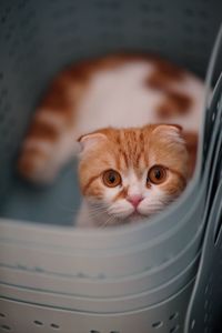 Close-up portrait of kitten in container