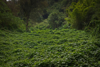 Scenic view of forest