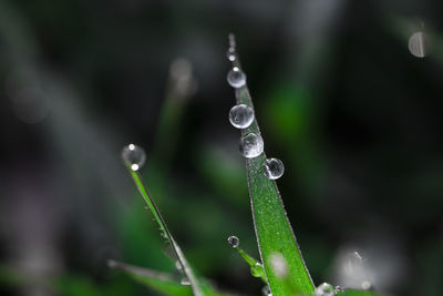 Close-up of water drops on plant