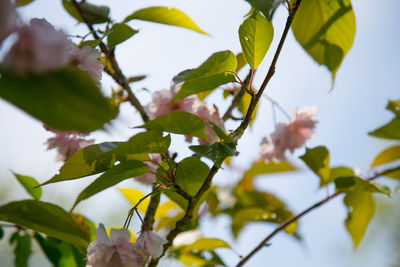 Low angle view of leaves on tree