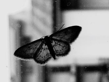 Close-up of insect