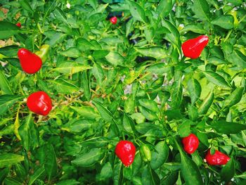 Close-up of red berries growing on plant