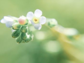 Close-up of flowers blooming outdoors