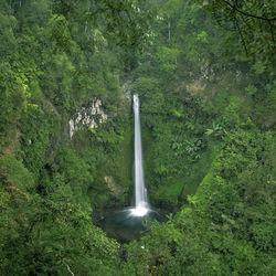 Scenic view of waterfall in forest