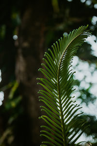 Close-up of palm tree leaves