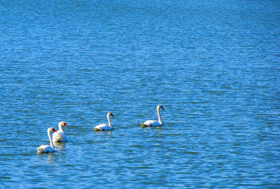 Swans swimming in lake