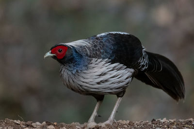 Close-up of a bird