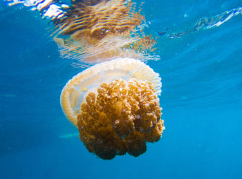 Close-up of jellyfish swimming in sea