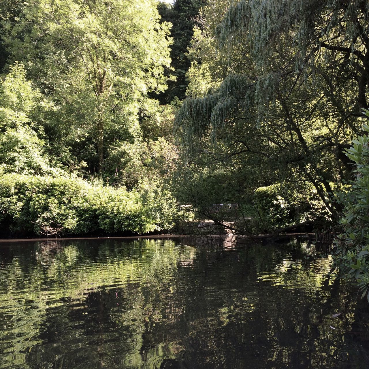 tree, water, growth, tranquility, nature, beauty in nature, tranquil scene, lake, reflection, branch, scenics, river, waterfront, day, plant, outdoors, no people, tree trunk, rippled, idyllic