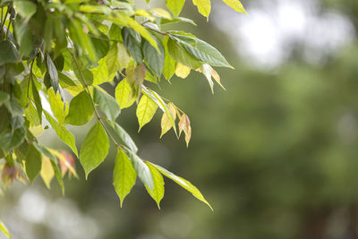 Close-up of leaves on tree