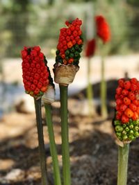 Close-up of strawberries on plant