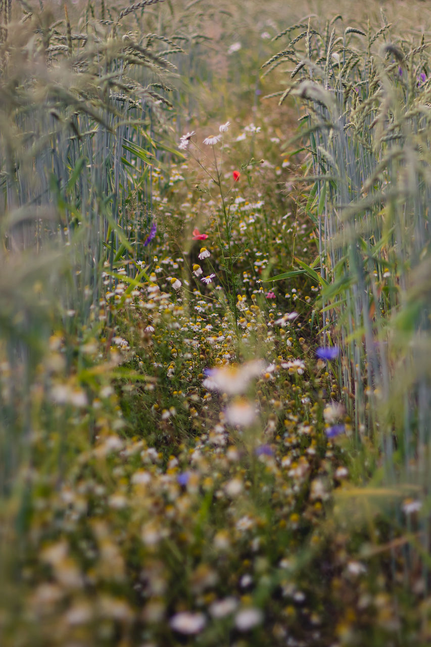 CLOSE-UP OF FLOWERING PLANT ON LAND