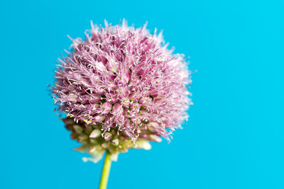 Close-up of dandelion