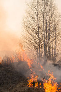 Bare trees on landscape against orange sky