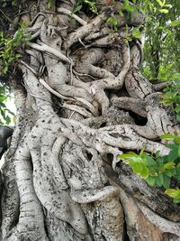 Close-up of statue on tree trunk