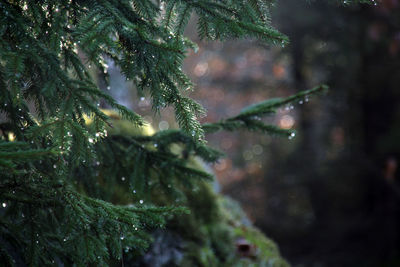 Close-up of raindrops on pine tree