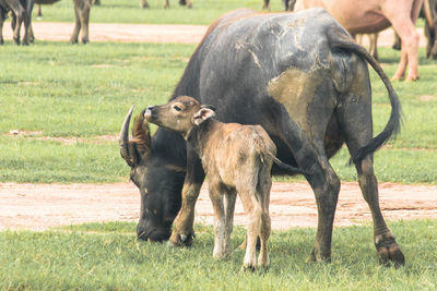 Horse grazing on field