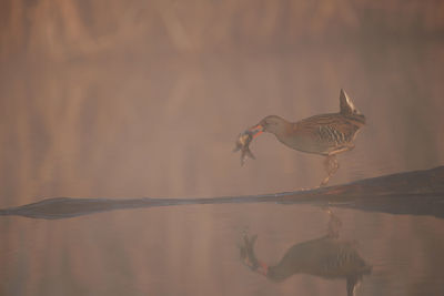 Bird flying over lake