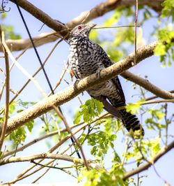 Low angle view of koel perching on tree
