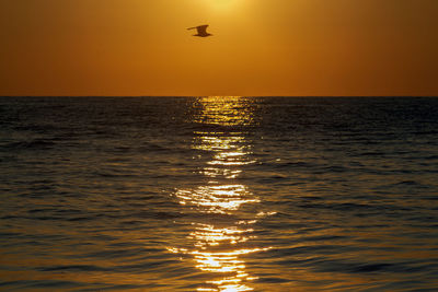 The golden path of sunrise in the sea with the silhouette of a flying bird. 