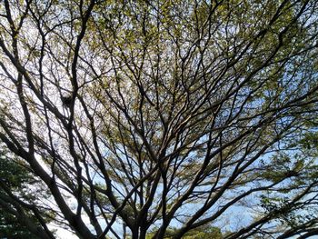 Low angle view of tree against sky